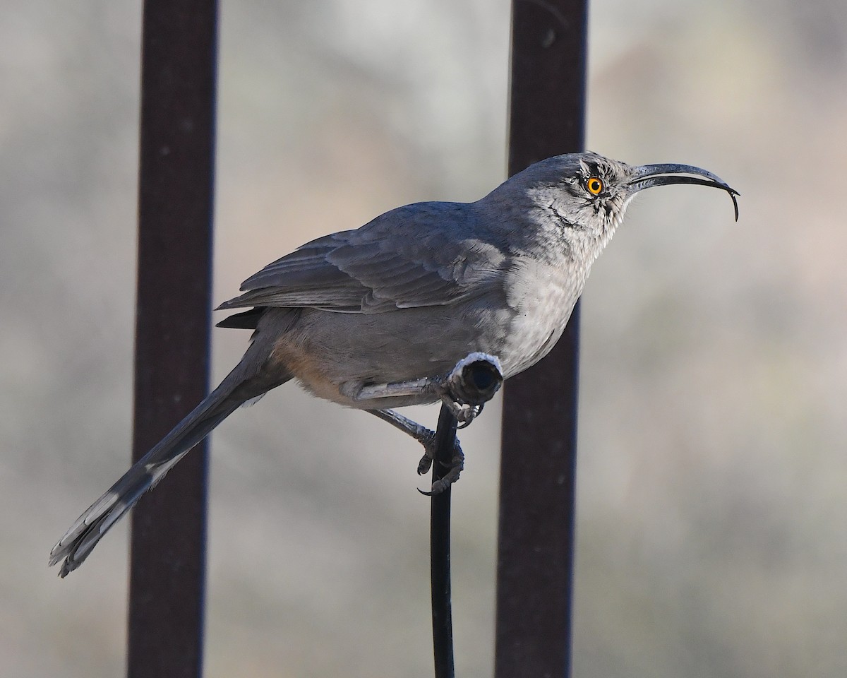 Curve-billed Thrasher - ML646686872