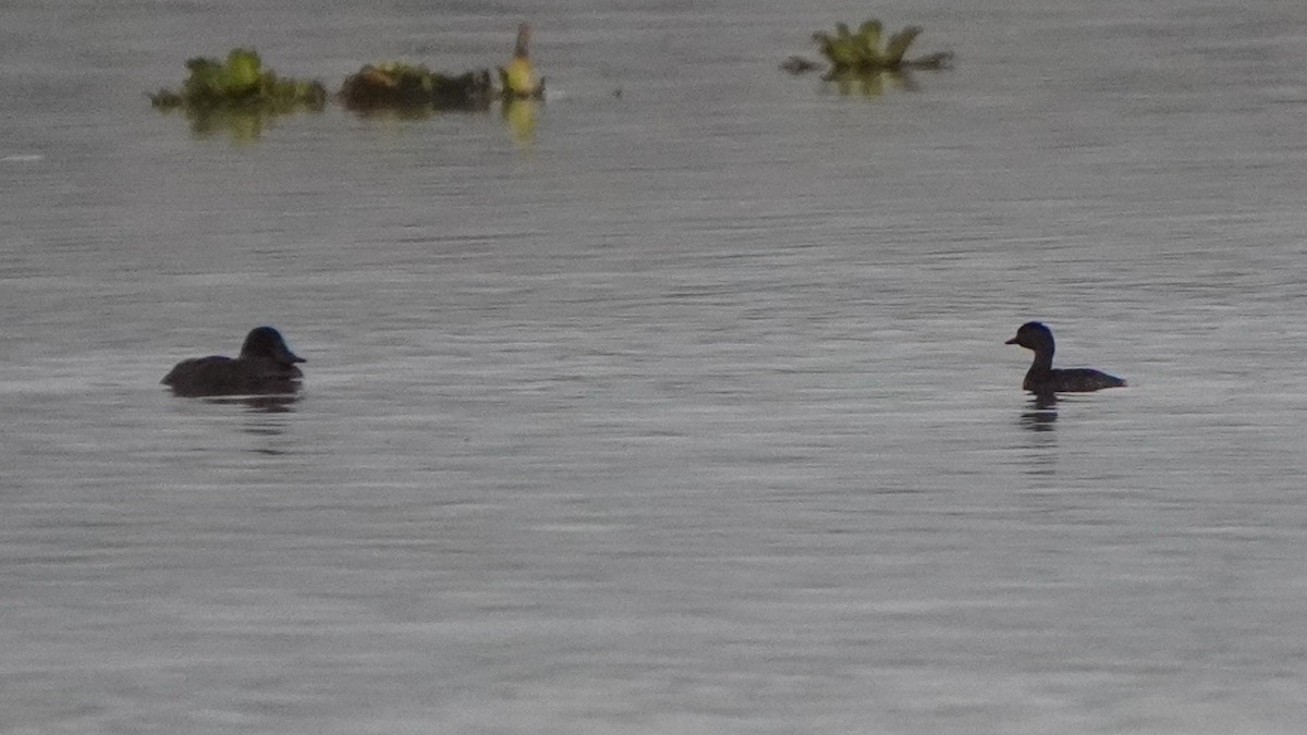 Least Grebe - ML646686889