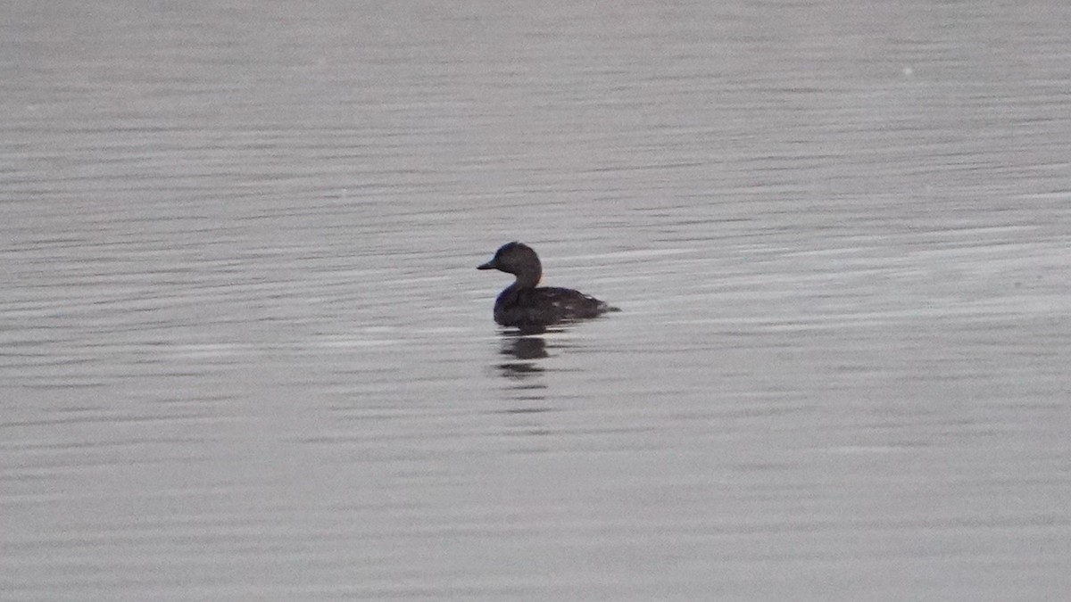 Least Grebe - ML646686893