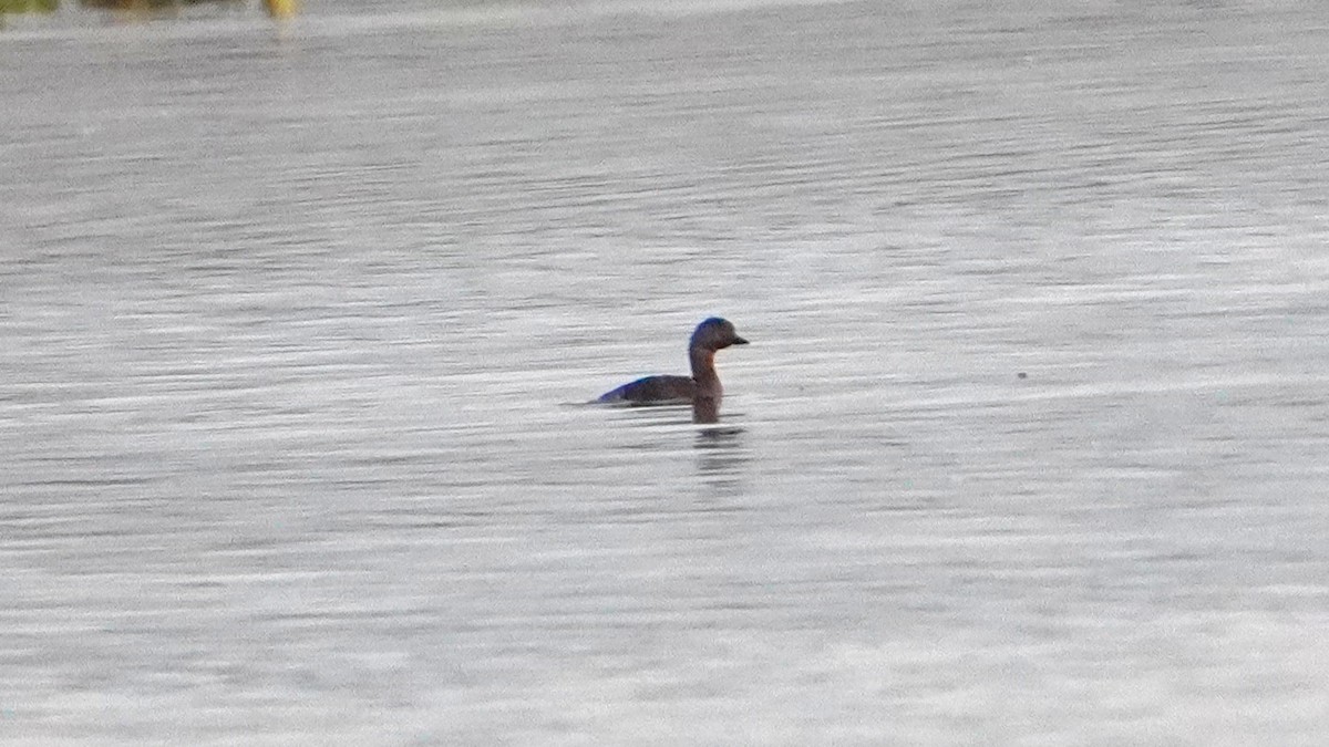 Least Grebe - ML646686895