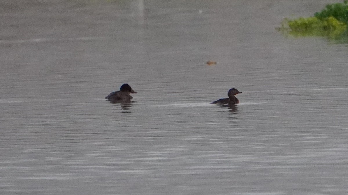 Least Grebe - ML646686896