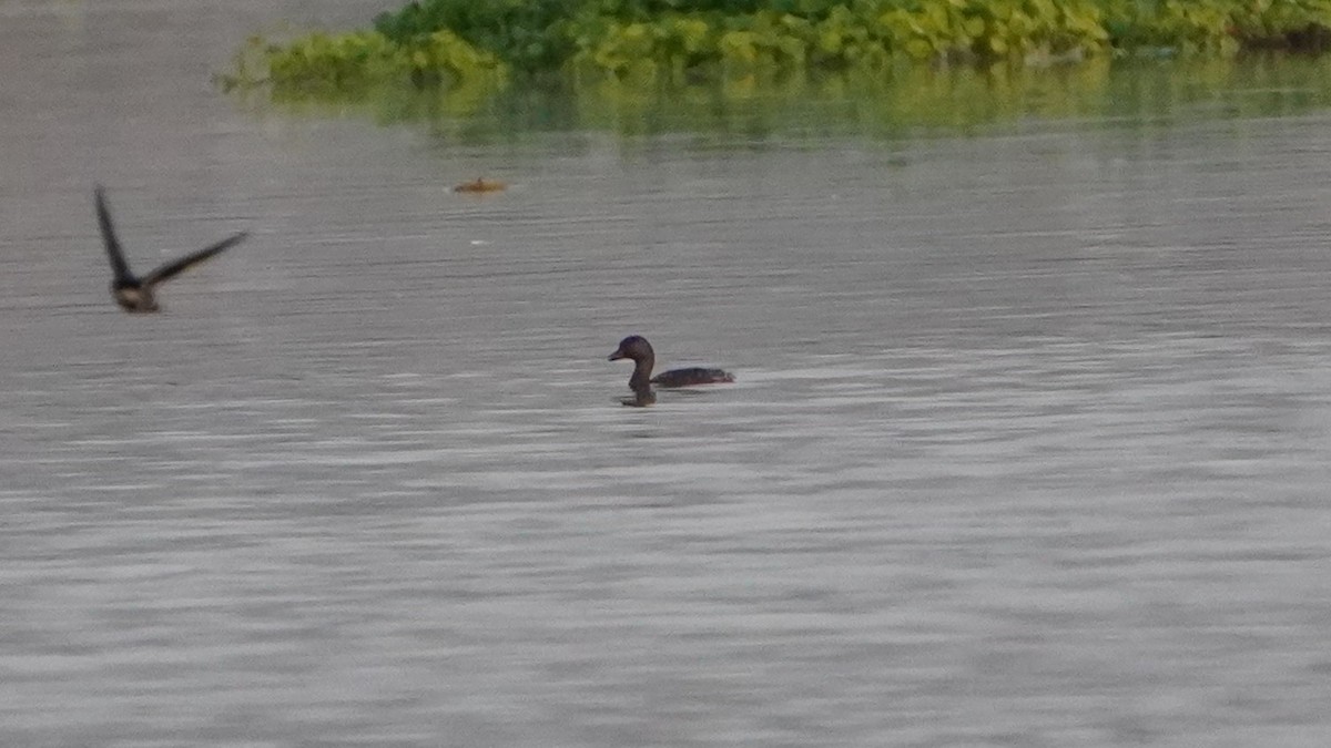 Least Grebe - ML646686897