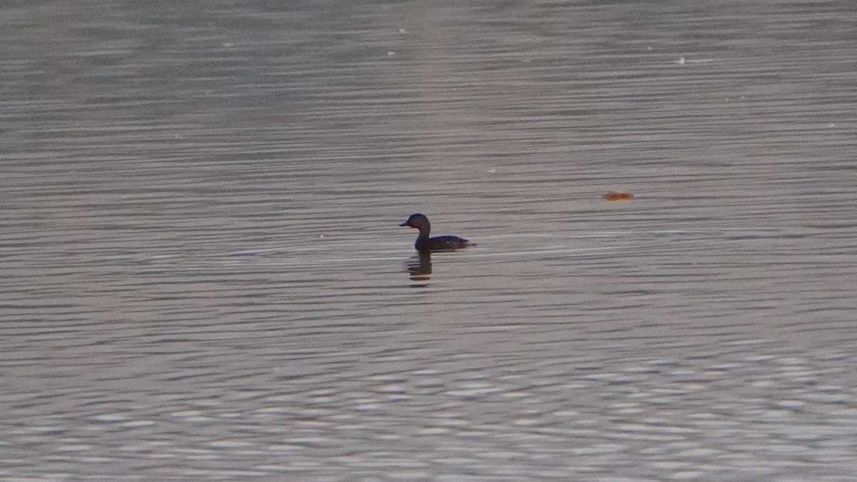 Least Grebe - ML646686898