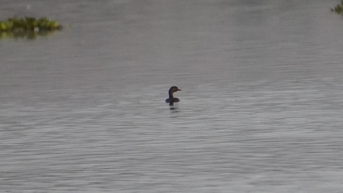 Least Grebe - ML646686899