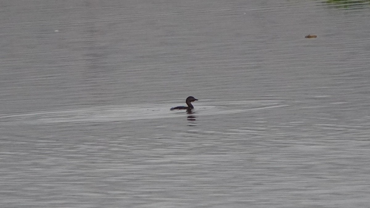 Least Grebe - ML646686901