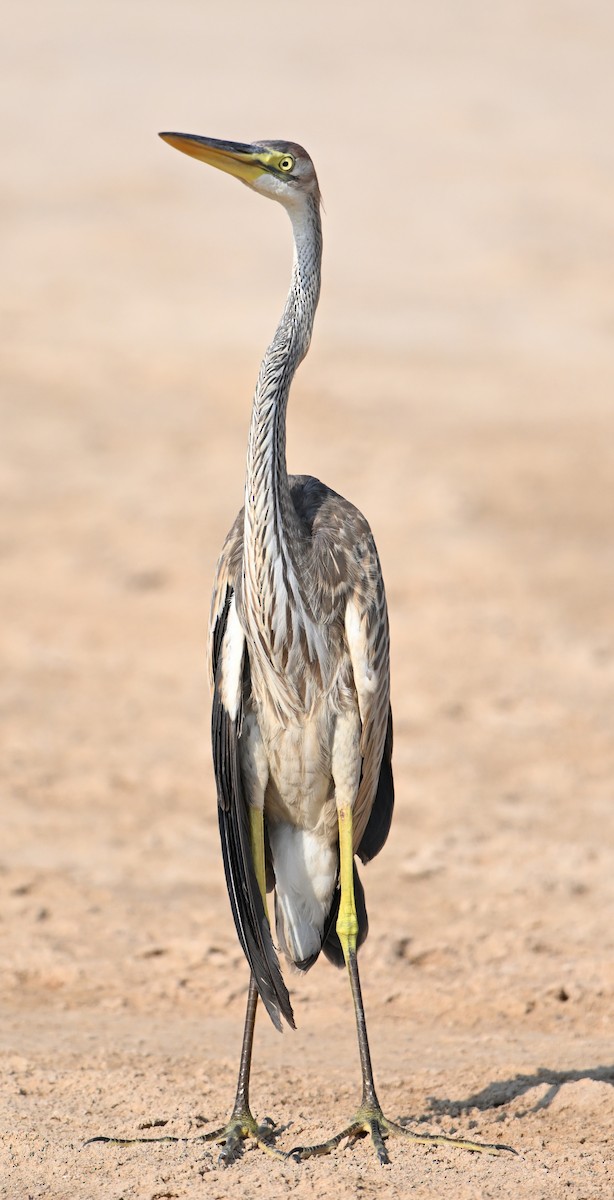 Koartza gorria - ML646686909