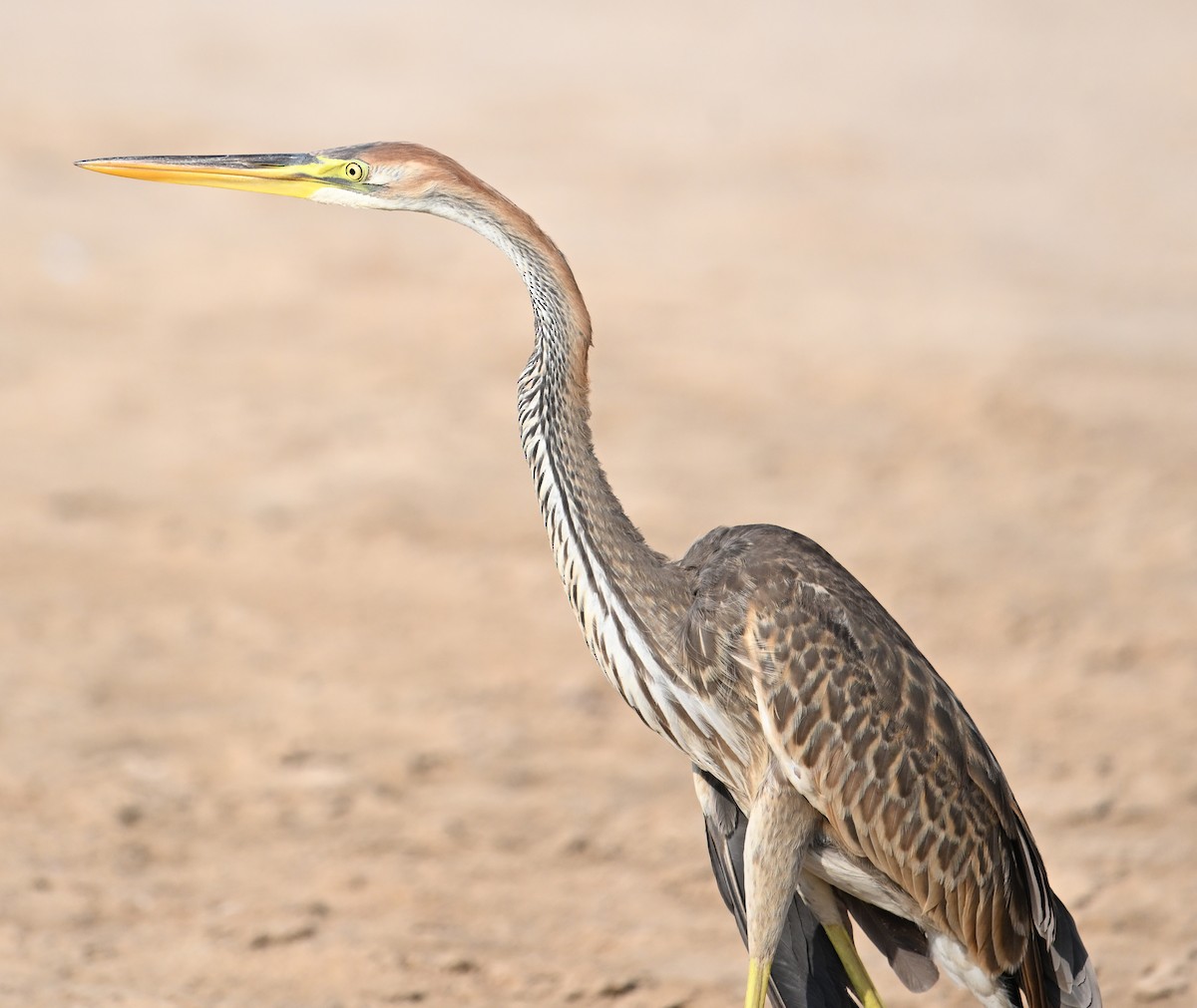 Koartza gorria - ML646686910