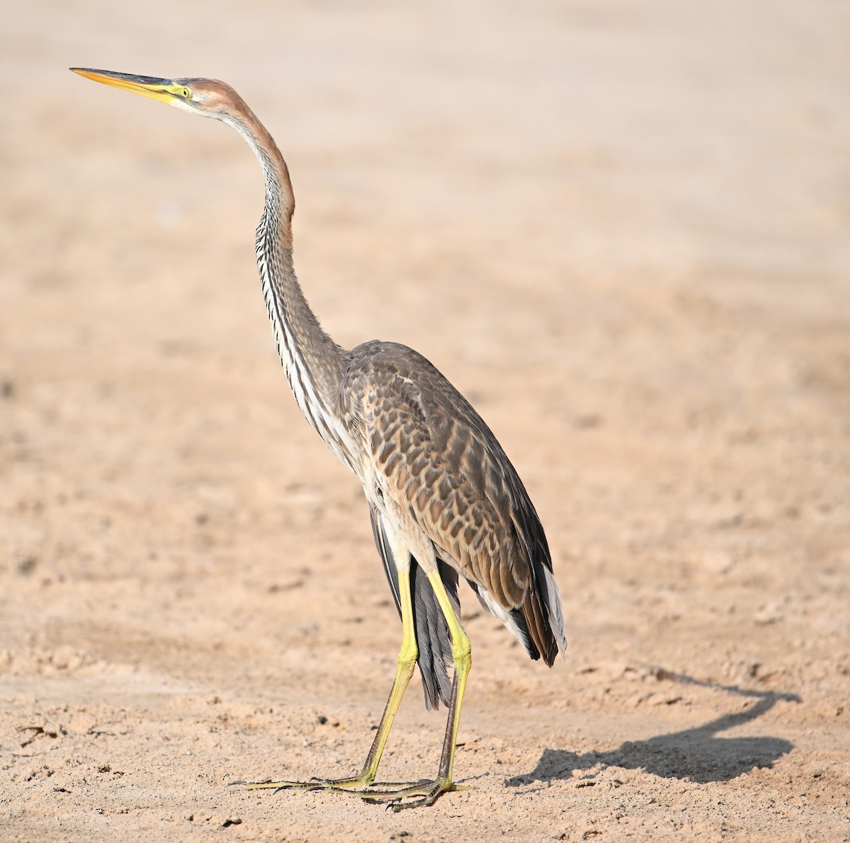 Koartza gorria - ML646686911