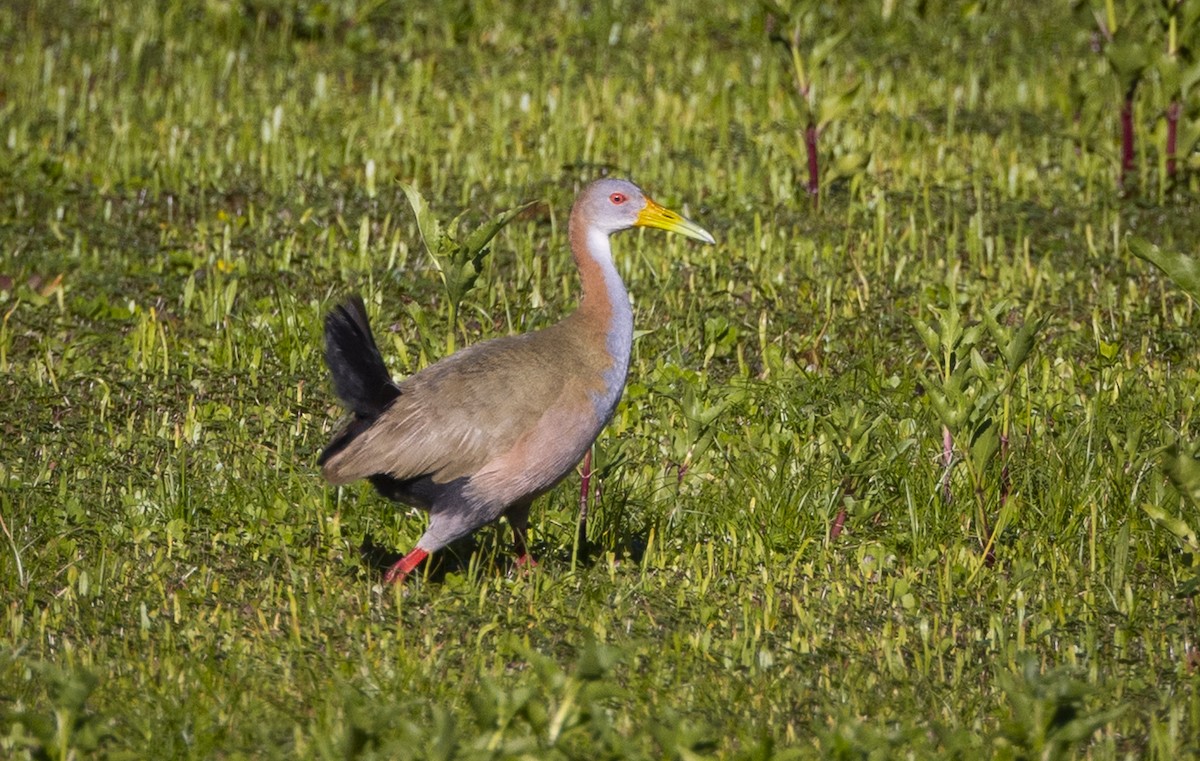 Giant Wood-Rail - ML646686913