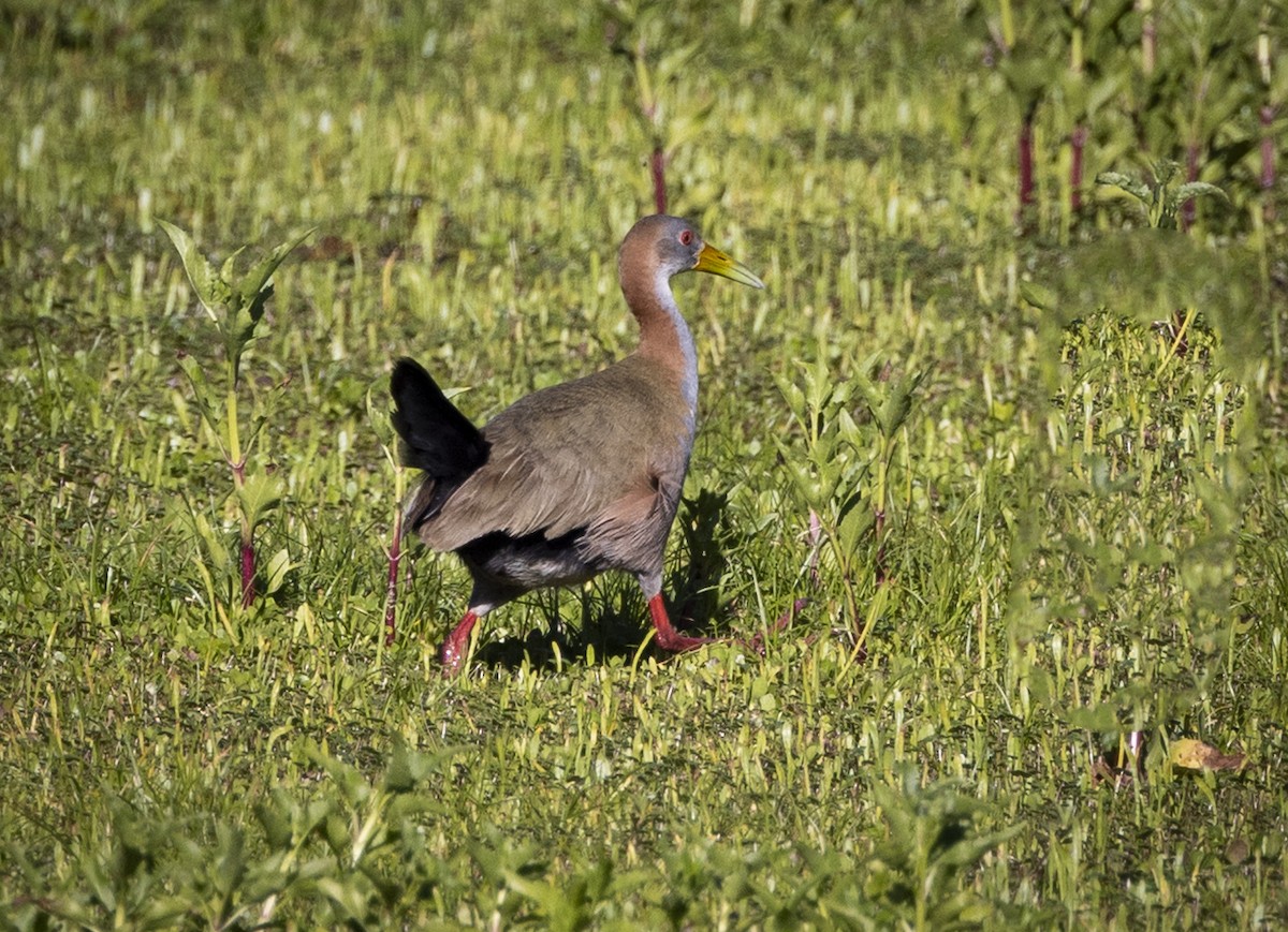 Giant Wood-Rail - ML646686914