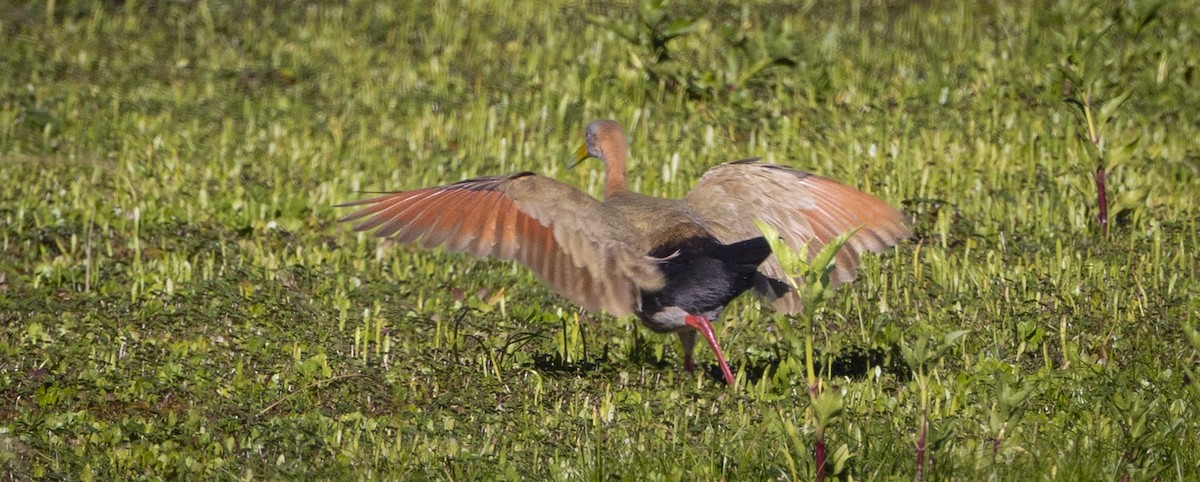 Giant Wood-Rail - ML646686915