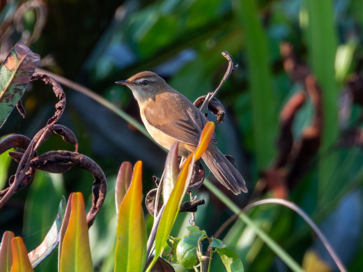 Landa-lezkaria - ML646686917
