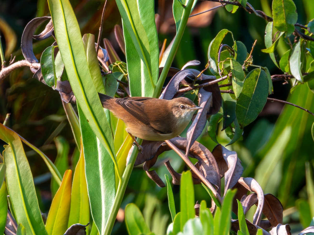 Landa-lezkaria - ML646686918