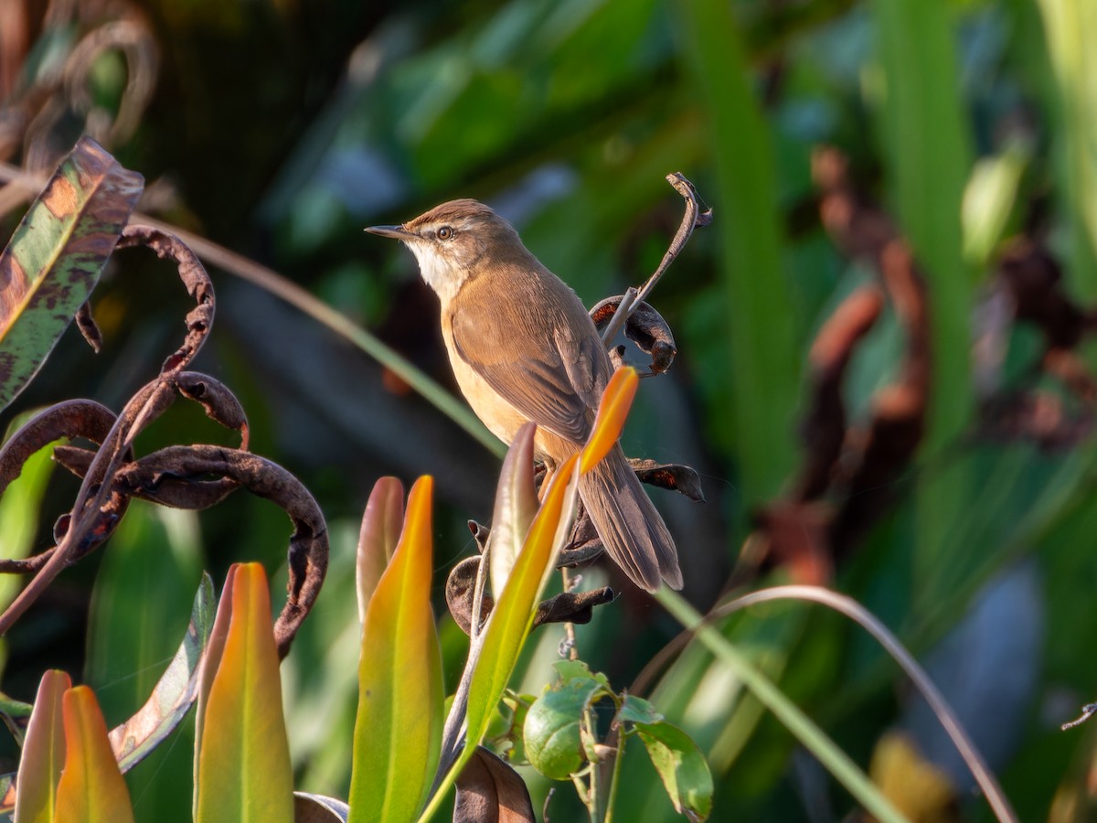Landa-lezkaria - ML646686919