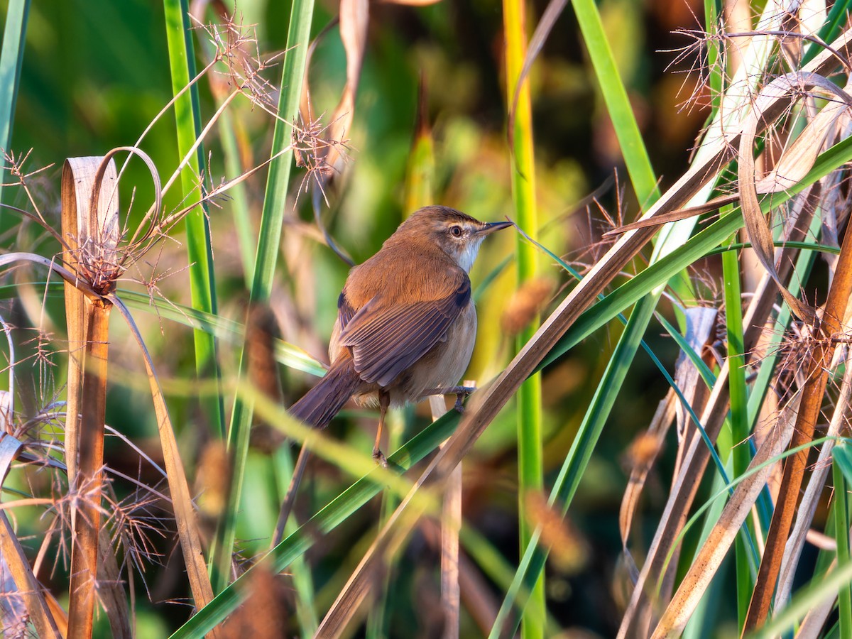 Landa-lezkaria - ML646686920