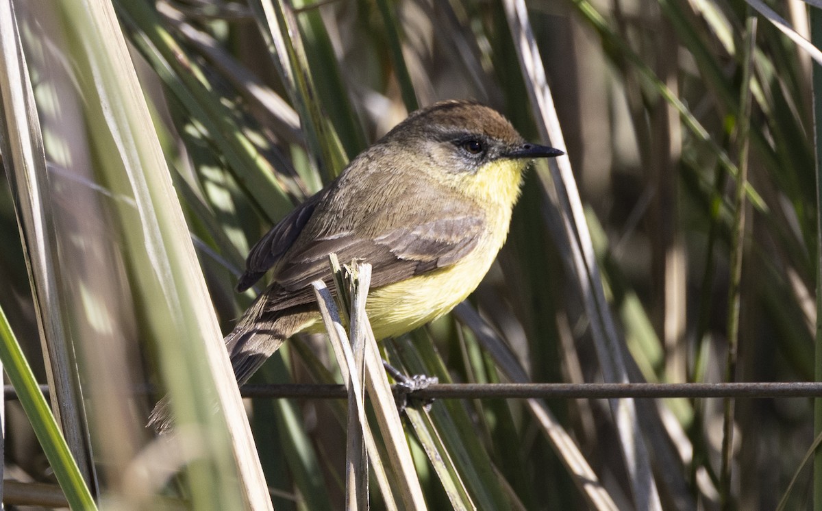 Warbling Doradito - ML646686922