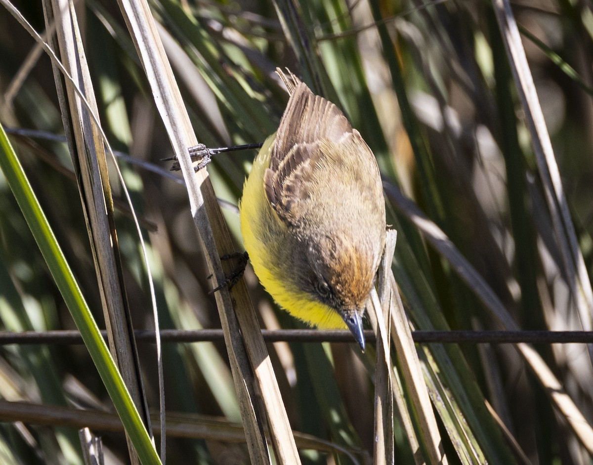 Warbling Doradito - ML646686923