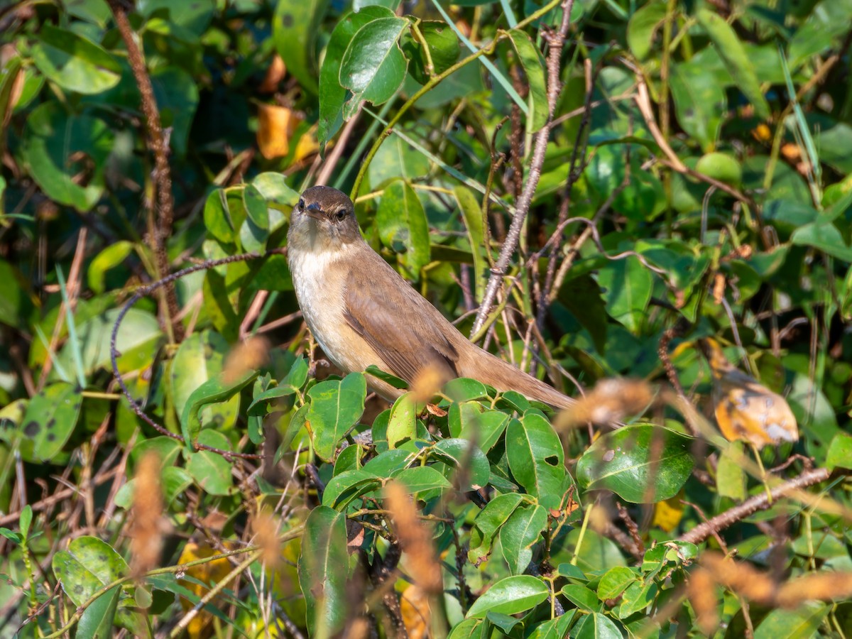 Lezkari zalapartaria - ML646686925