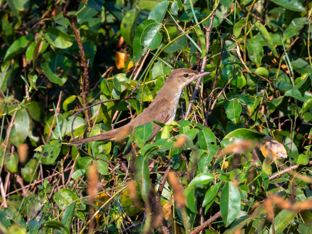 Lezkari zalapartaria - ML646686926