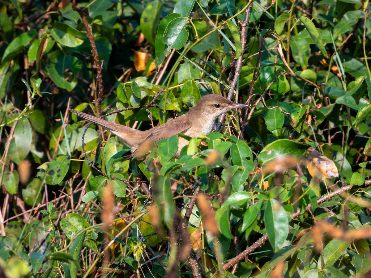 Lezkari zalapartaria - ML646686927