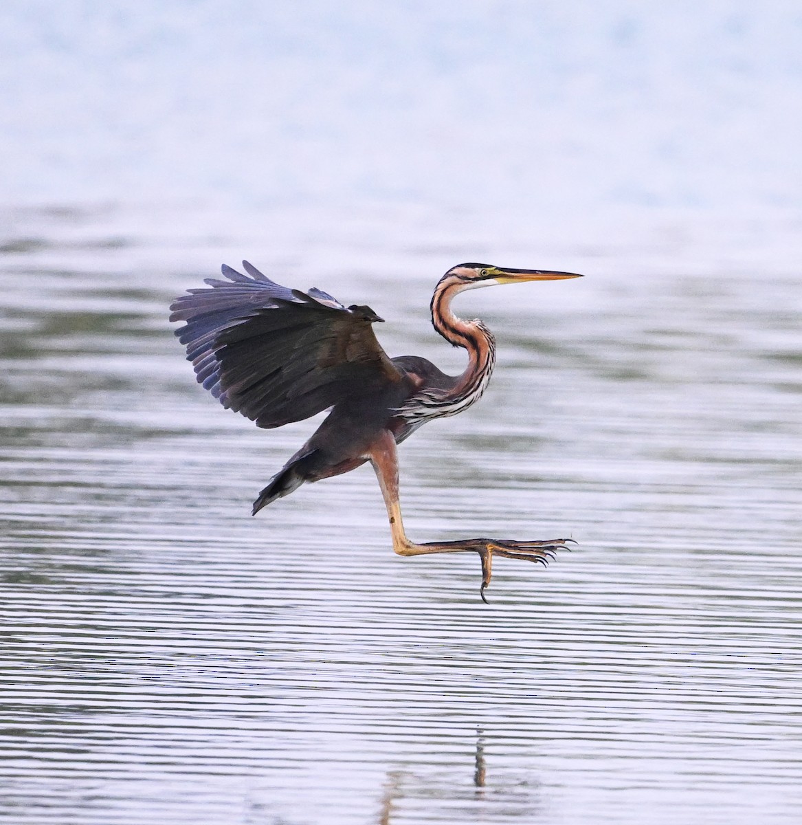 Koartza gorria (gorria) - ML646686928