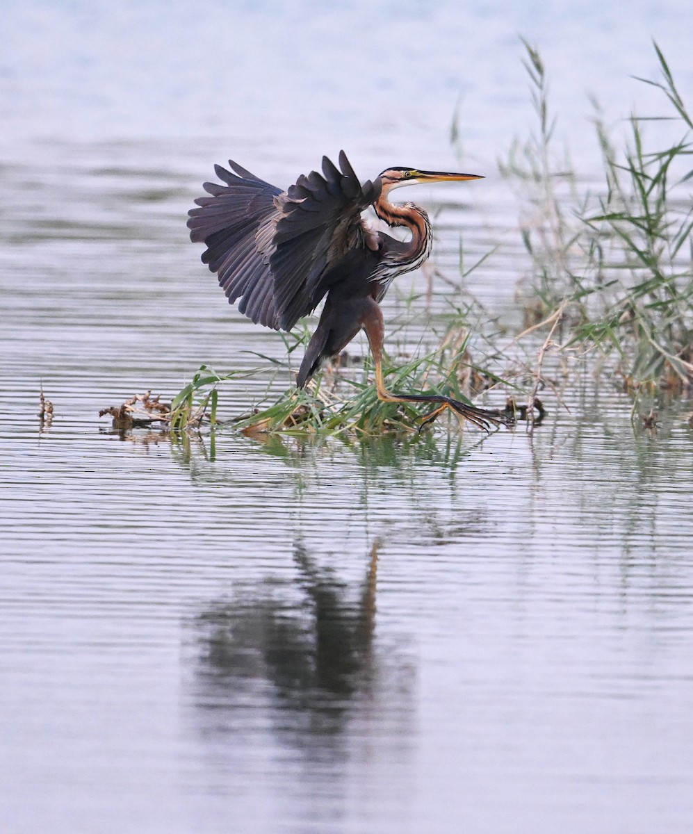 Koartza gorria (gorria) - ML646686929