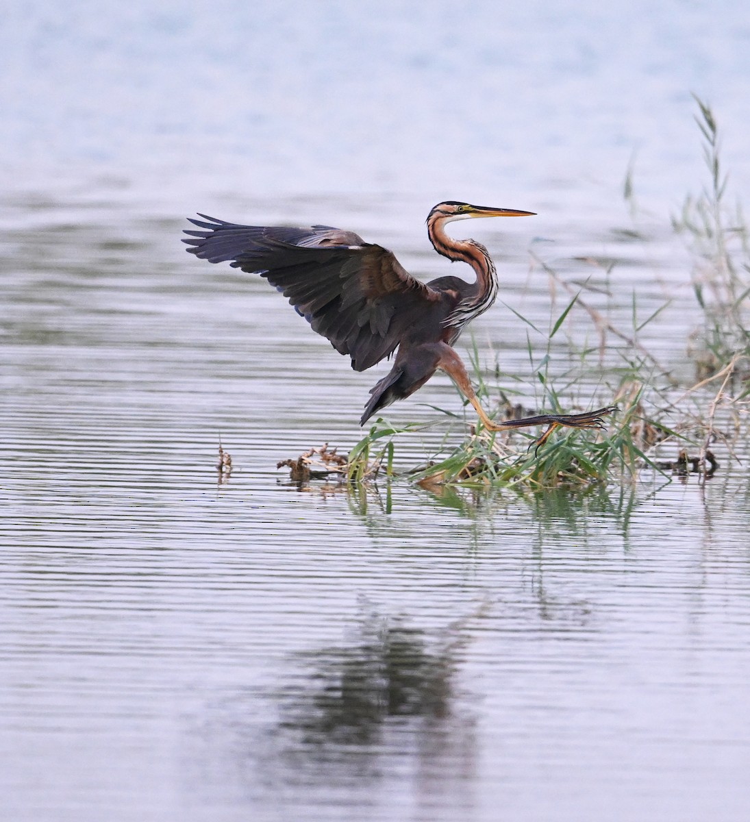 Koartza gorria (gorria) - ML646686930