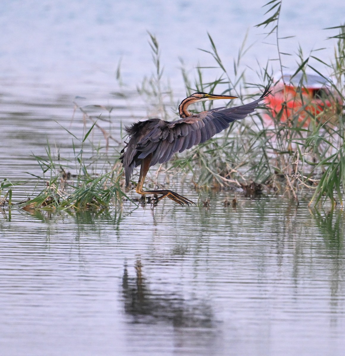 Koartza gorria (gorria) - ML646686931