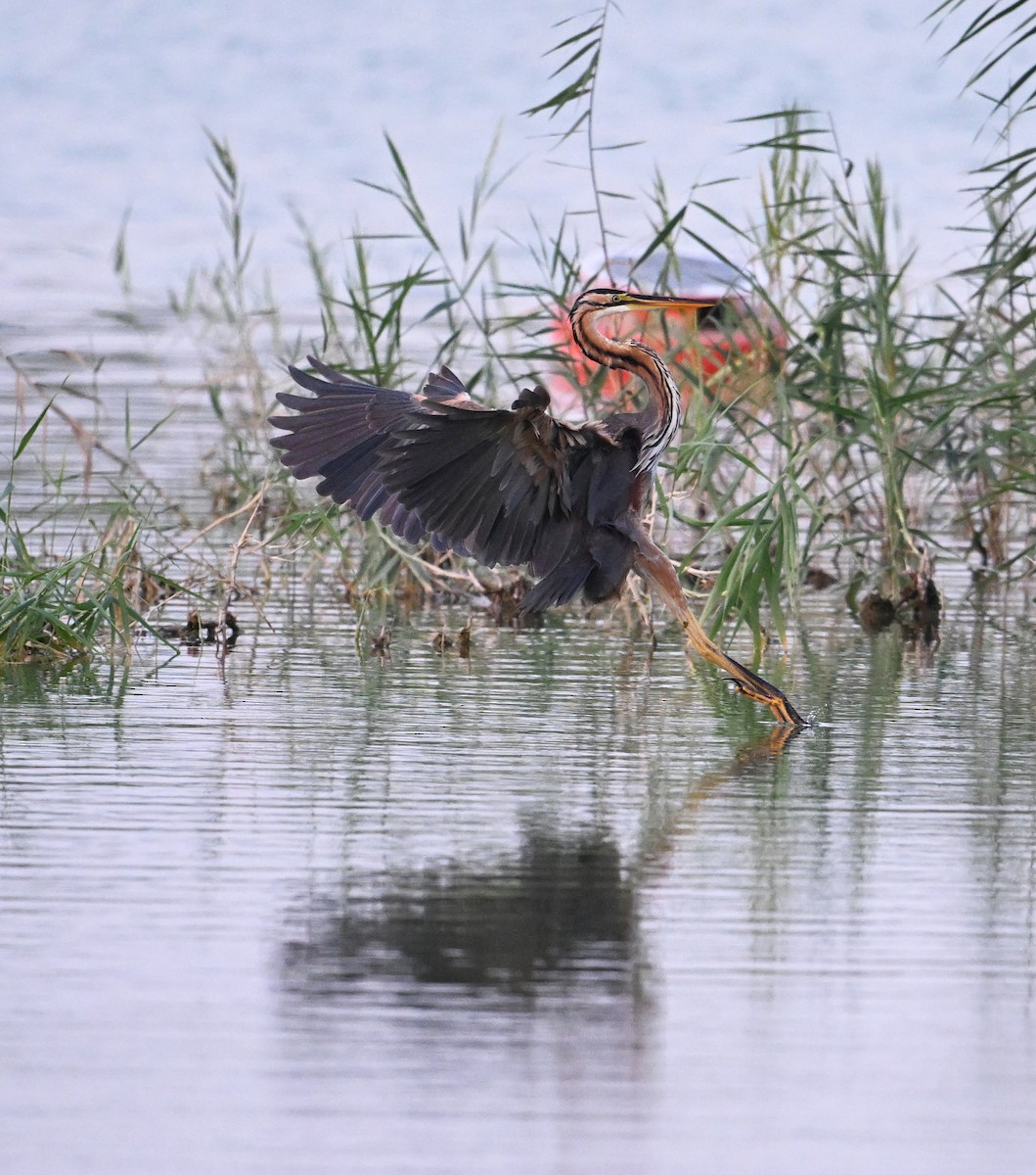 Koartza gorria (gorria) - ML646686932