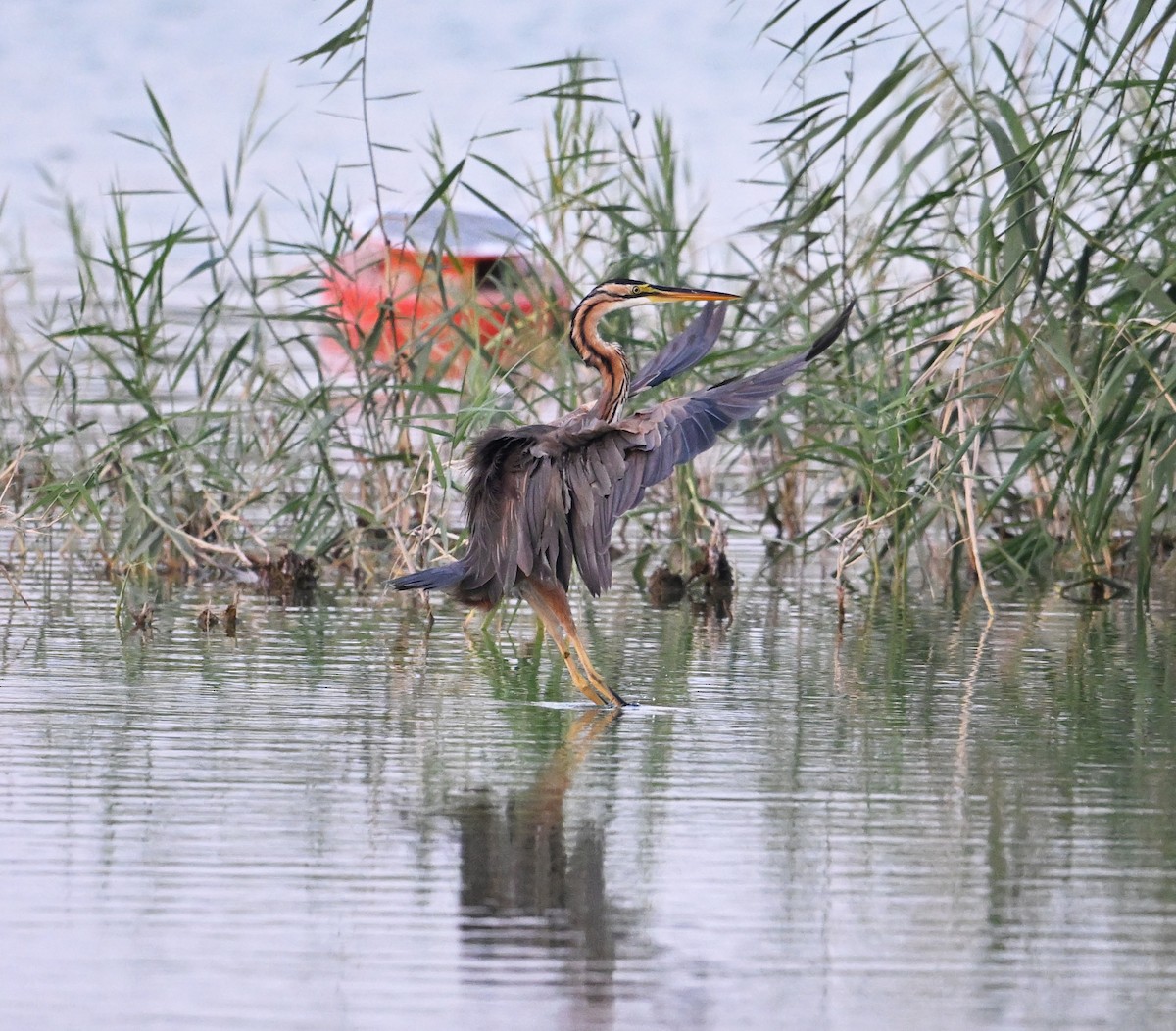 Koartza gorria (gorria) - ML646686933