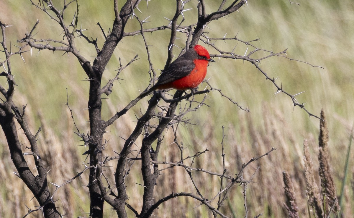 Vermilion Flycatcher - ML646686937
