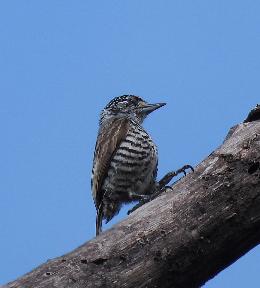 White-barred Piculet - ML646686938