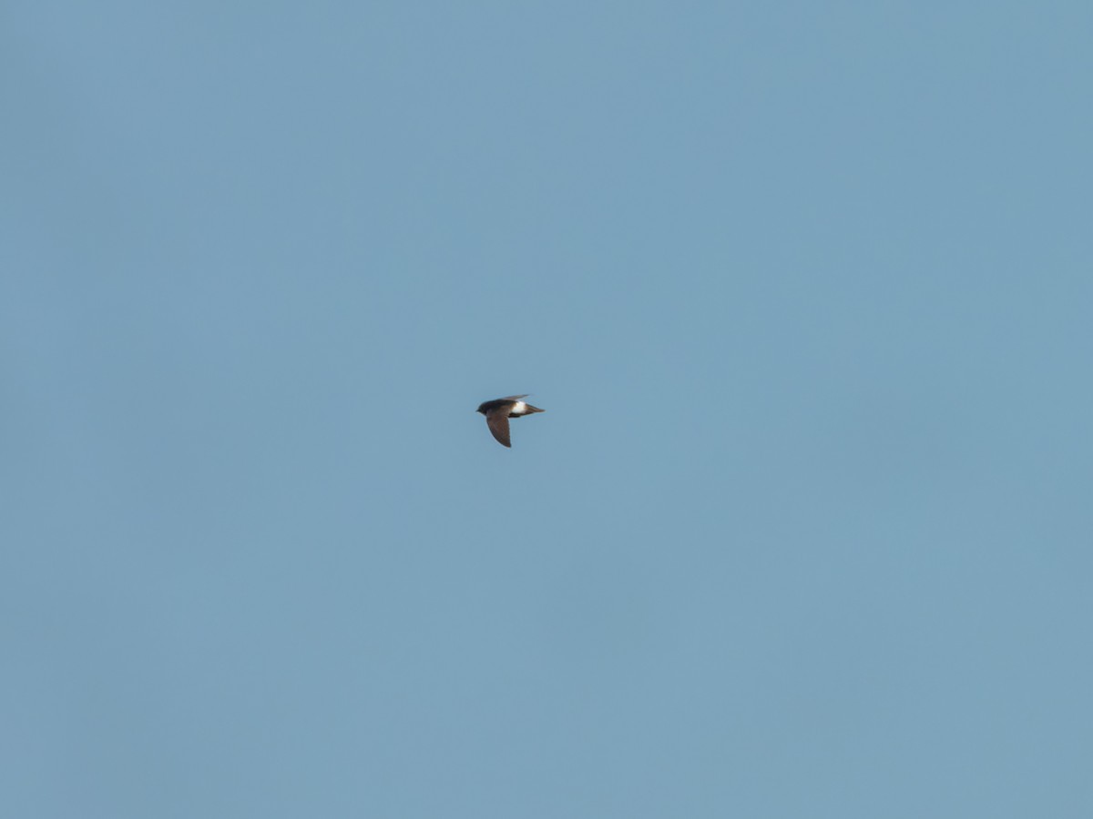 Sorbeltz txikia - ML646686939