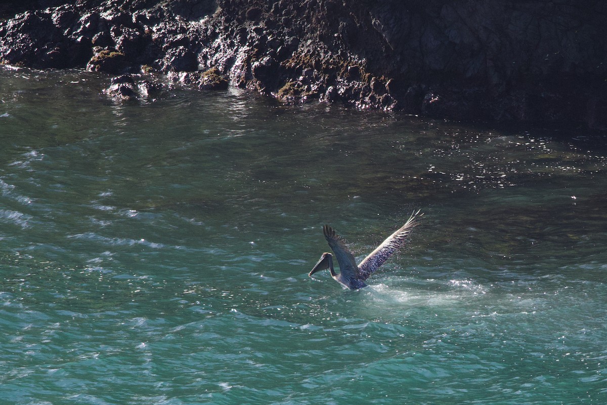 Braunpelikan - ML646686942