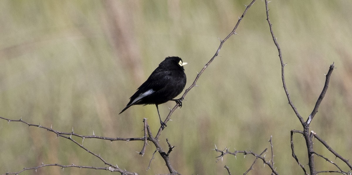 Очковая вдовка - ML646686944