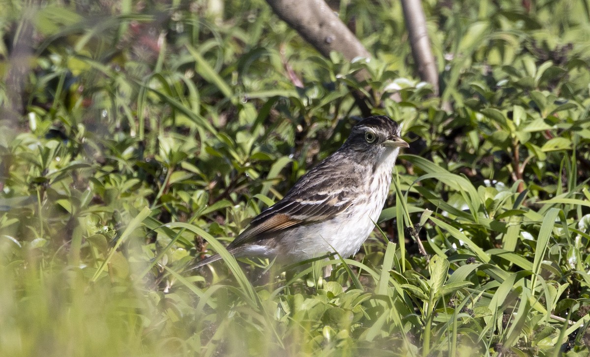 Очковая вдовка - ML646686945