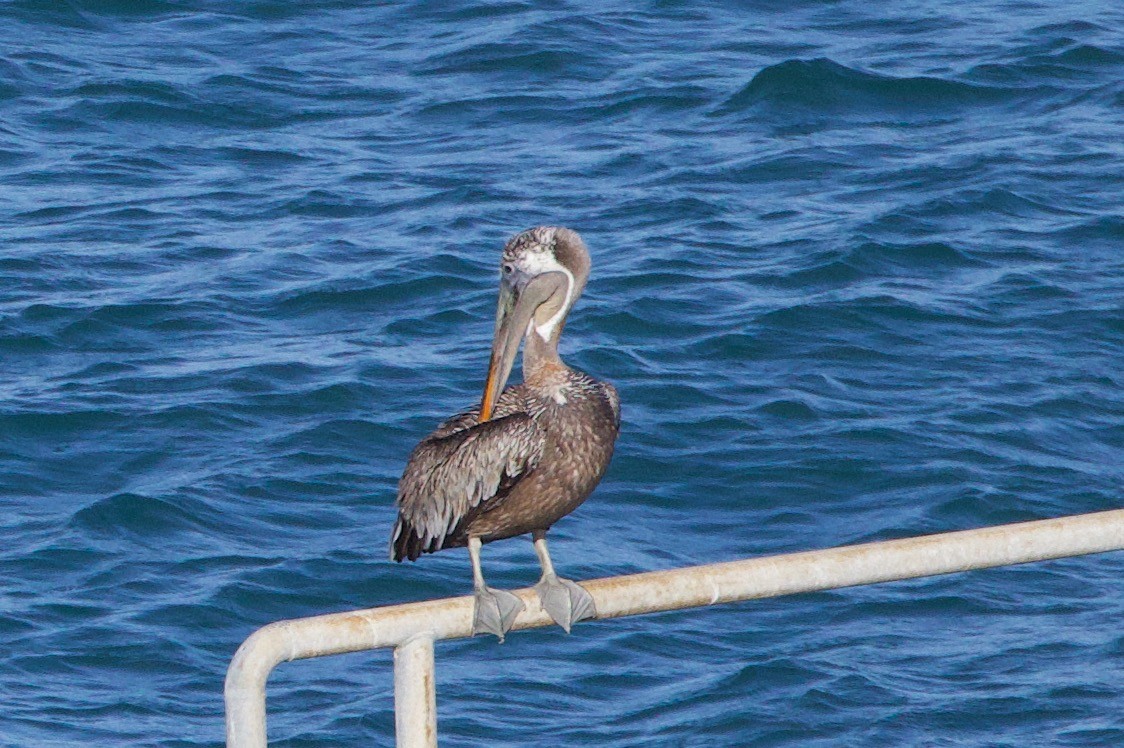 Braunpelikan - ML646686948