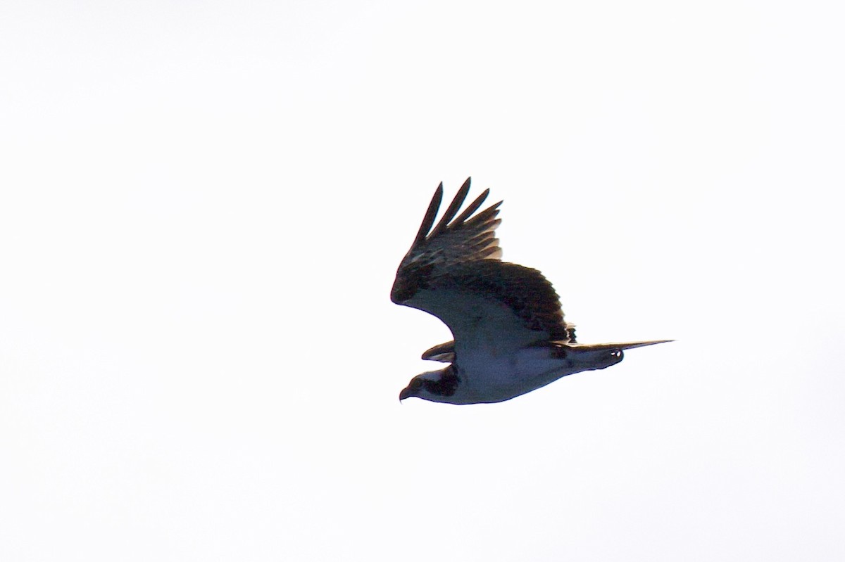 Fischadler - ML646686962