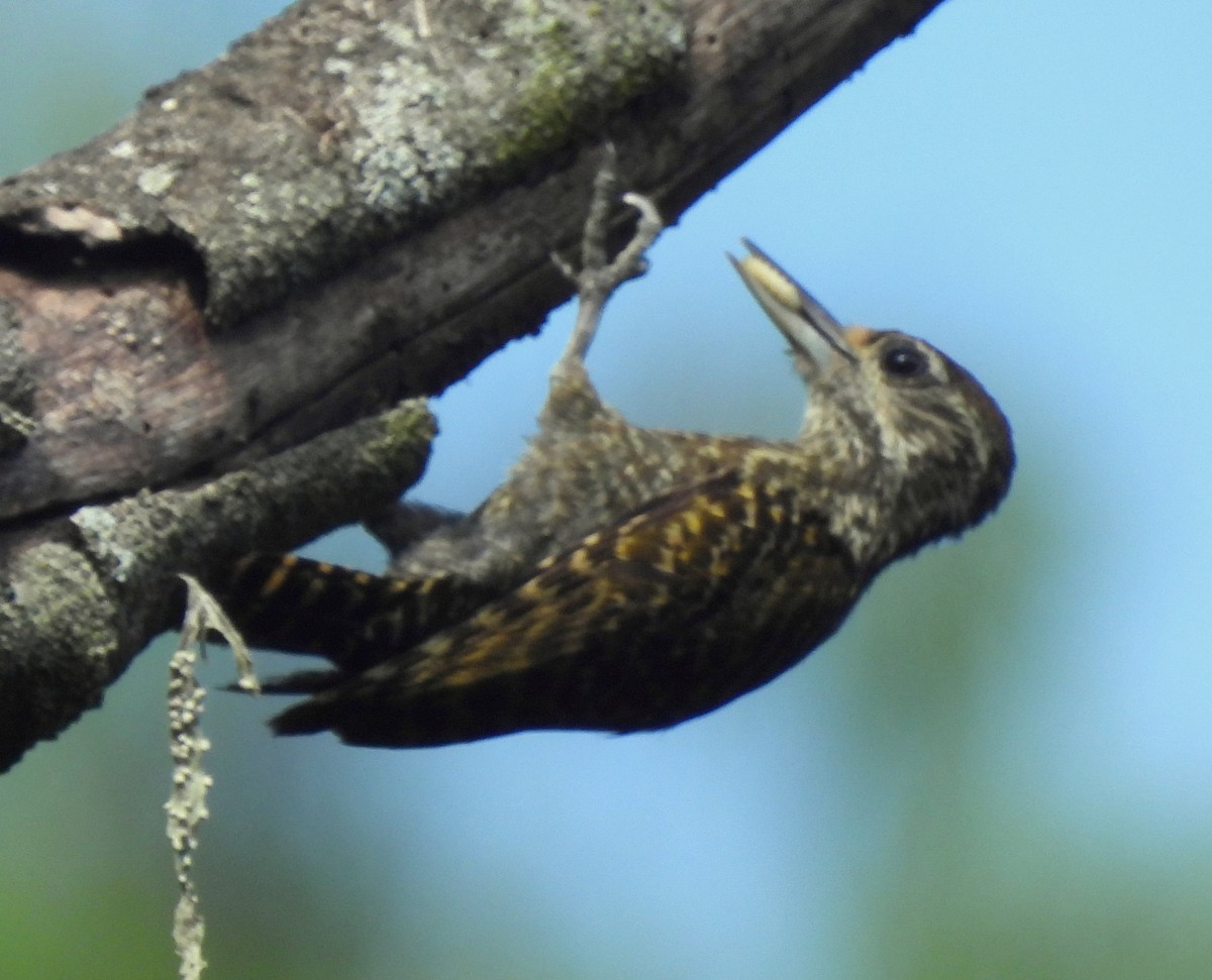 White-spotted Woodpecker - ML646686964