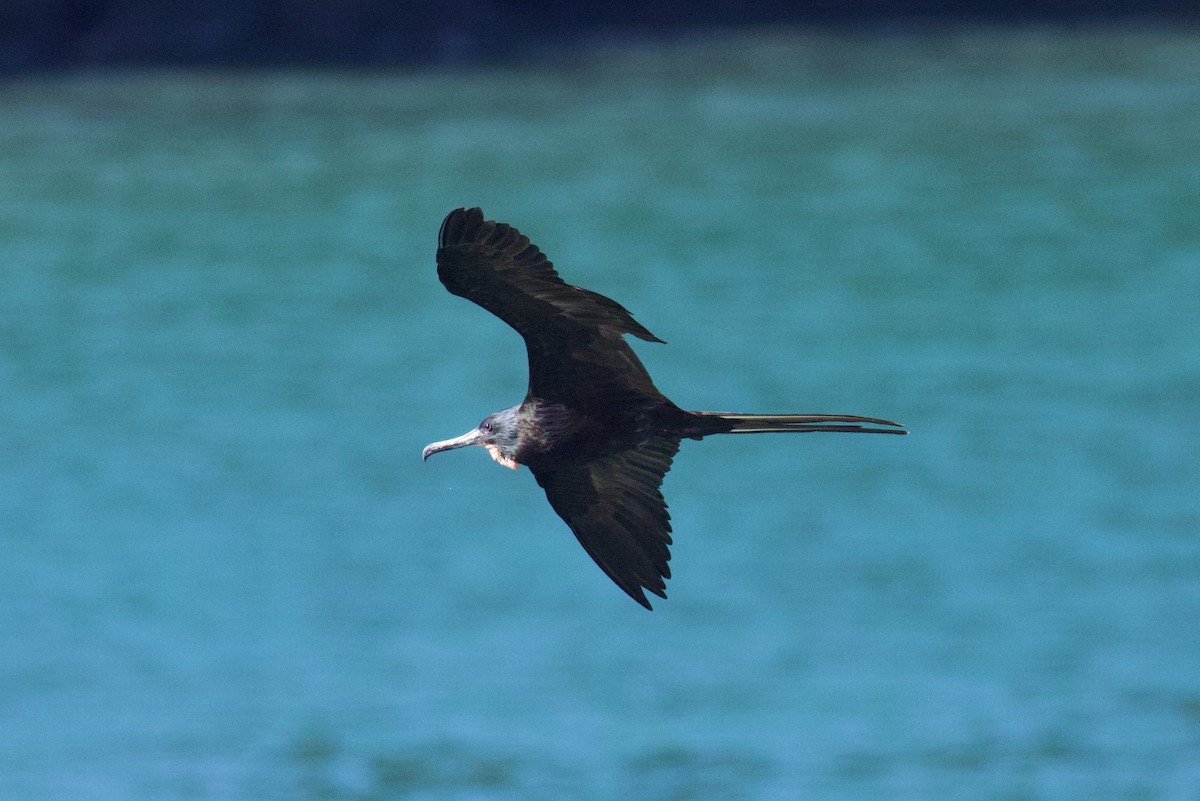 Rabihorcado Magnífico - ML646686965