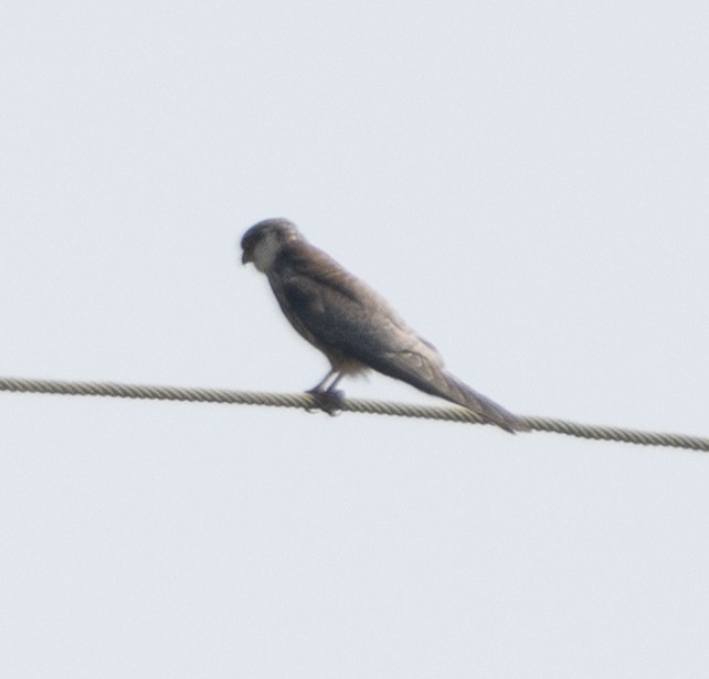 Cernícalo del Amur - ML646686967