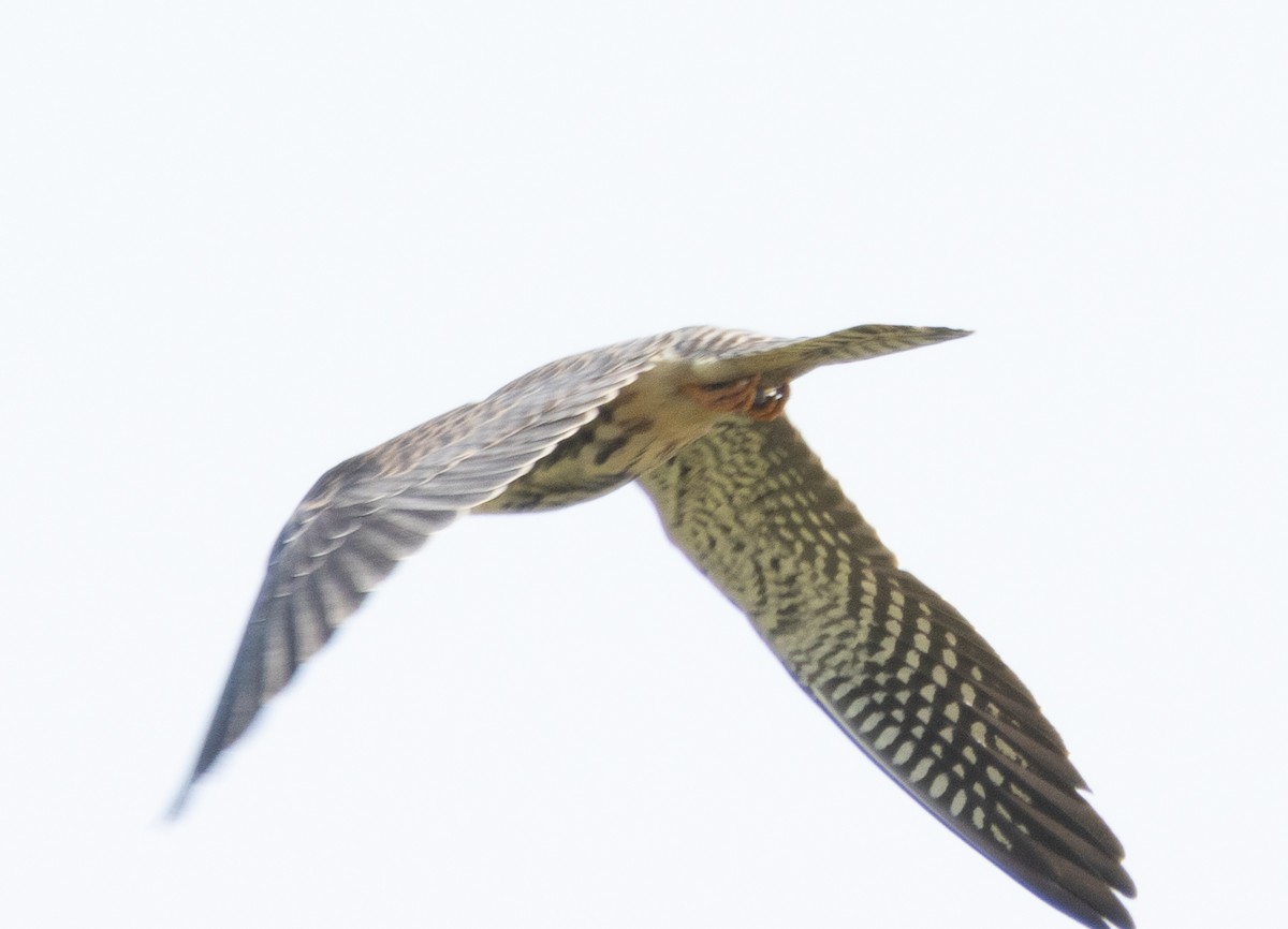 Cernícalo del Amur - ML646686968