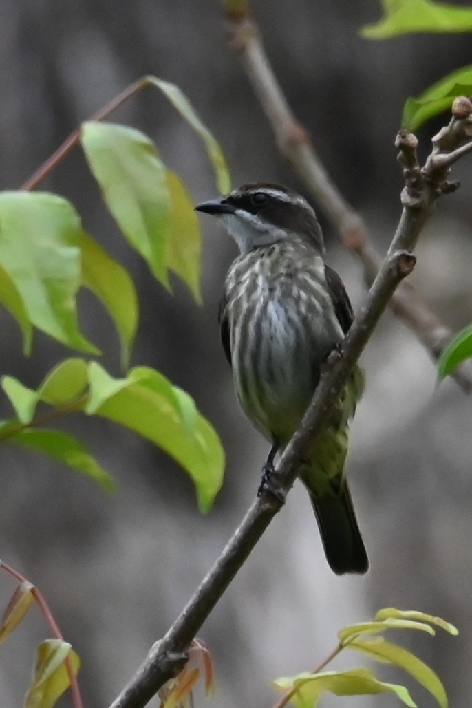 Mosquero Pirata - ML646686970