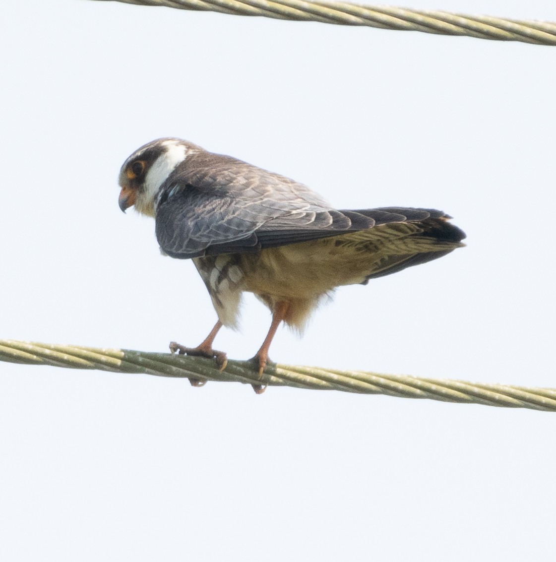 Cernícalo del Amur - ML646686971