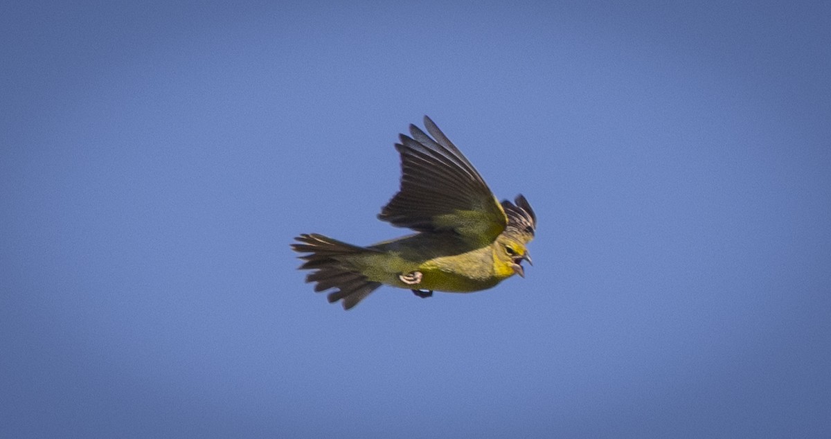 Chirigüe Sabanero - ML646686972