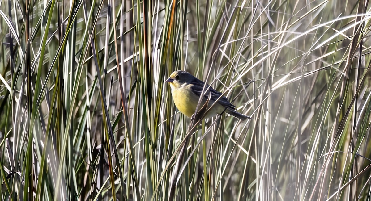 Chirigüe Sabanero - ML646686973