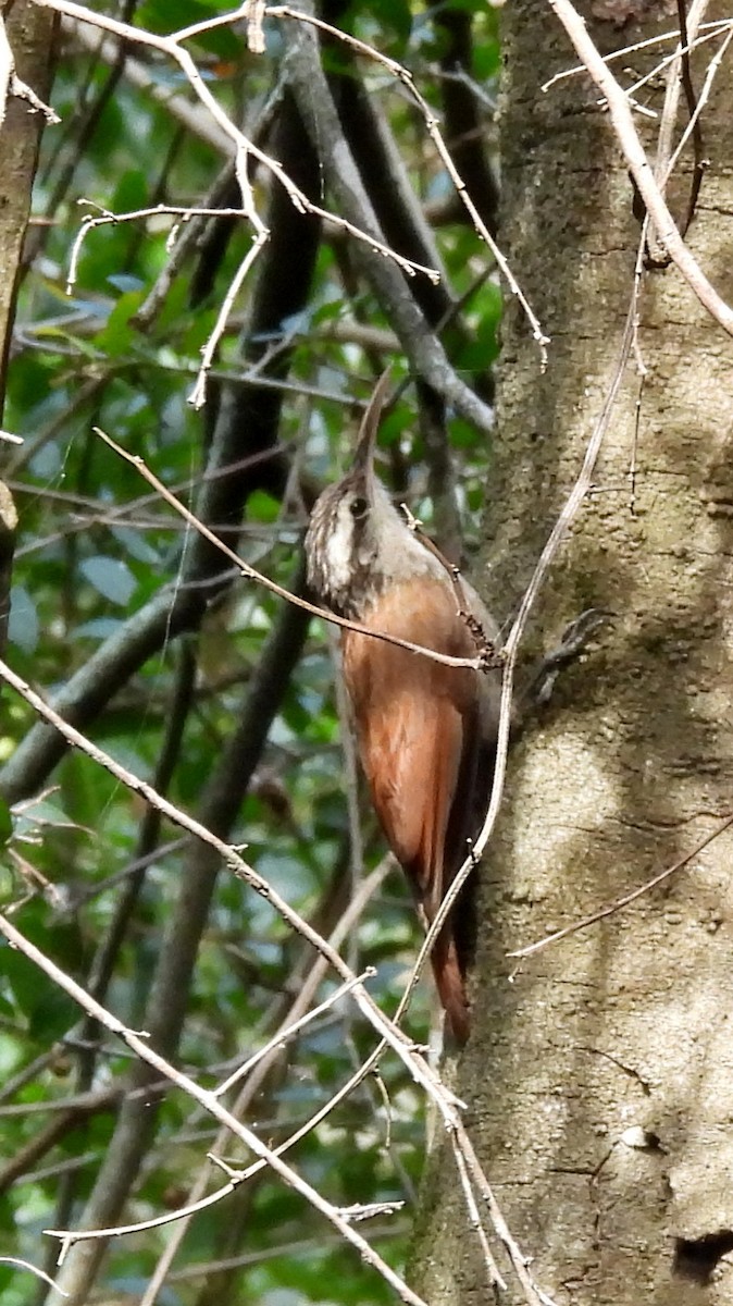 Trepatroncos Chico - ML646686976