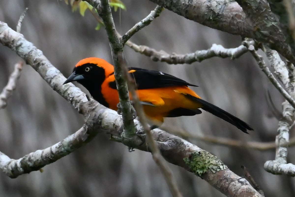 Turpial Amazónico - ML646686978