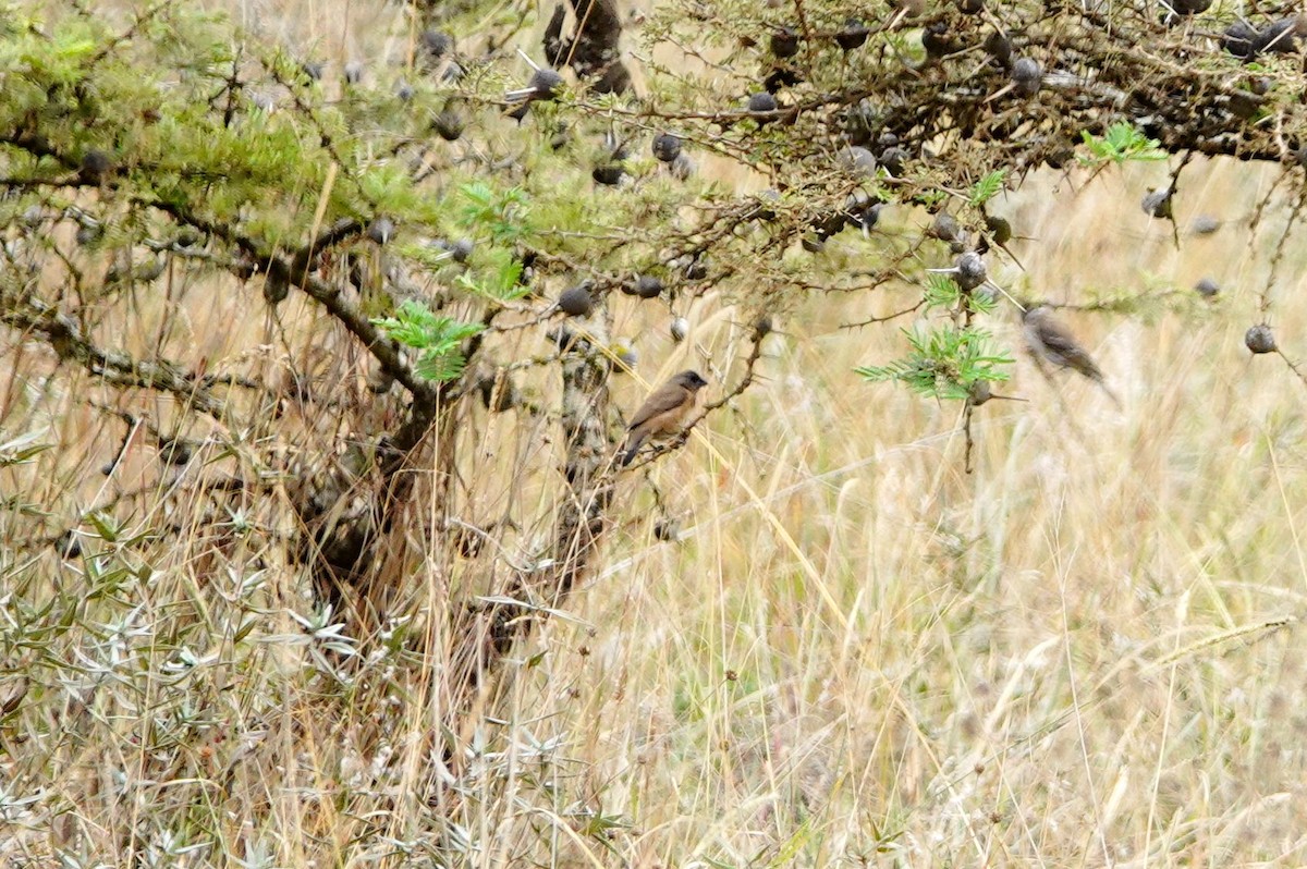 Capuchino Bronceado - ML646686979