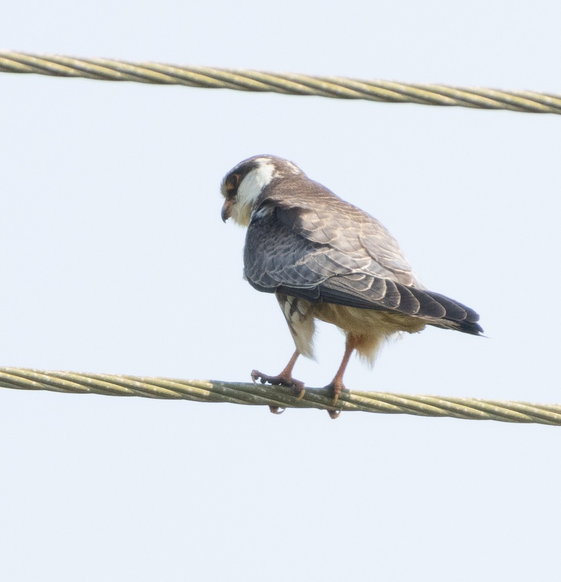 Cernícalo del Amur - ML646686980